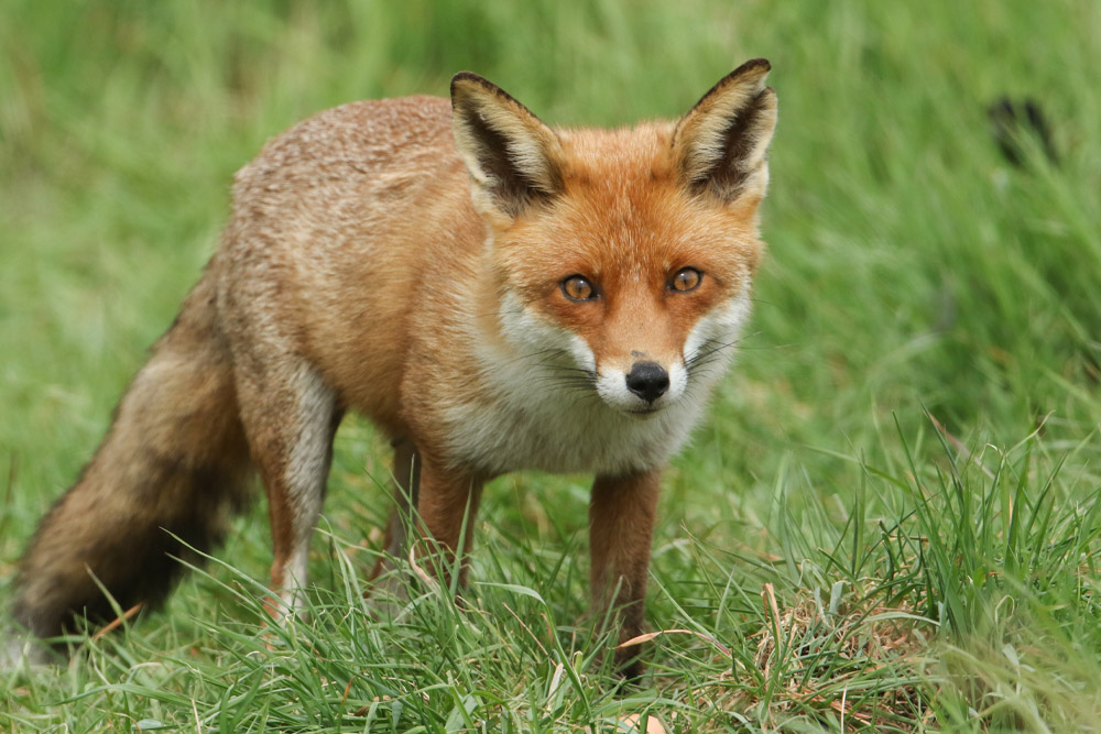 Rabies vaccine clinic in Glasgow at Rightdose Clinics