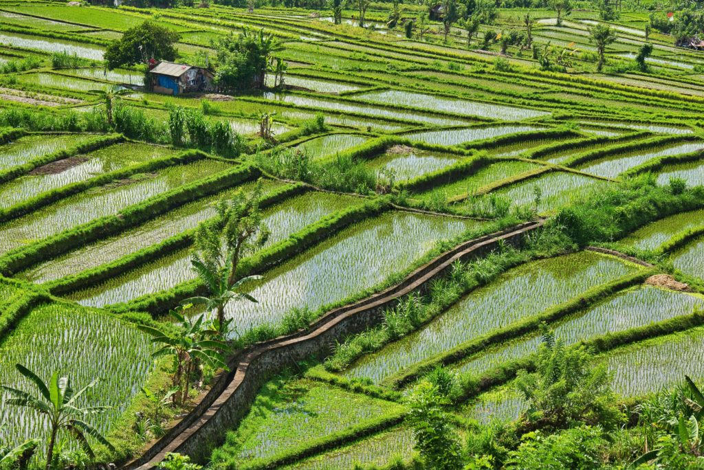 ice paddies in Asia where Japanese encephalitis mosquitoes are commonly found